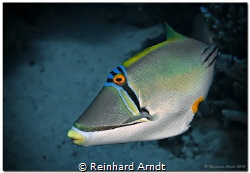 Picasso triggerfish (Rhinecanthus assasi), Safaga, Egypt by Reinhard Arndt 